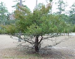 Nargil_Taxus floridana